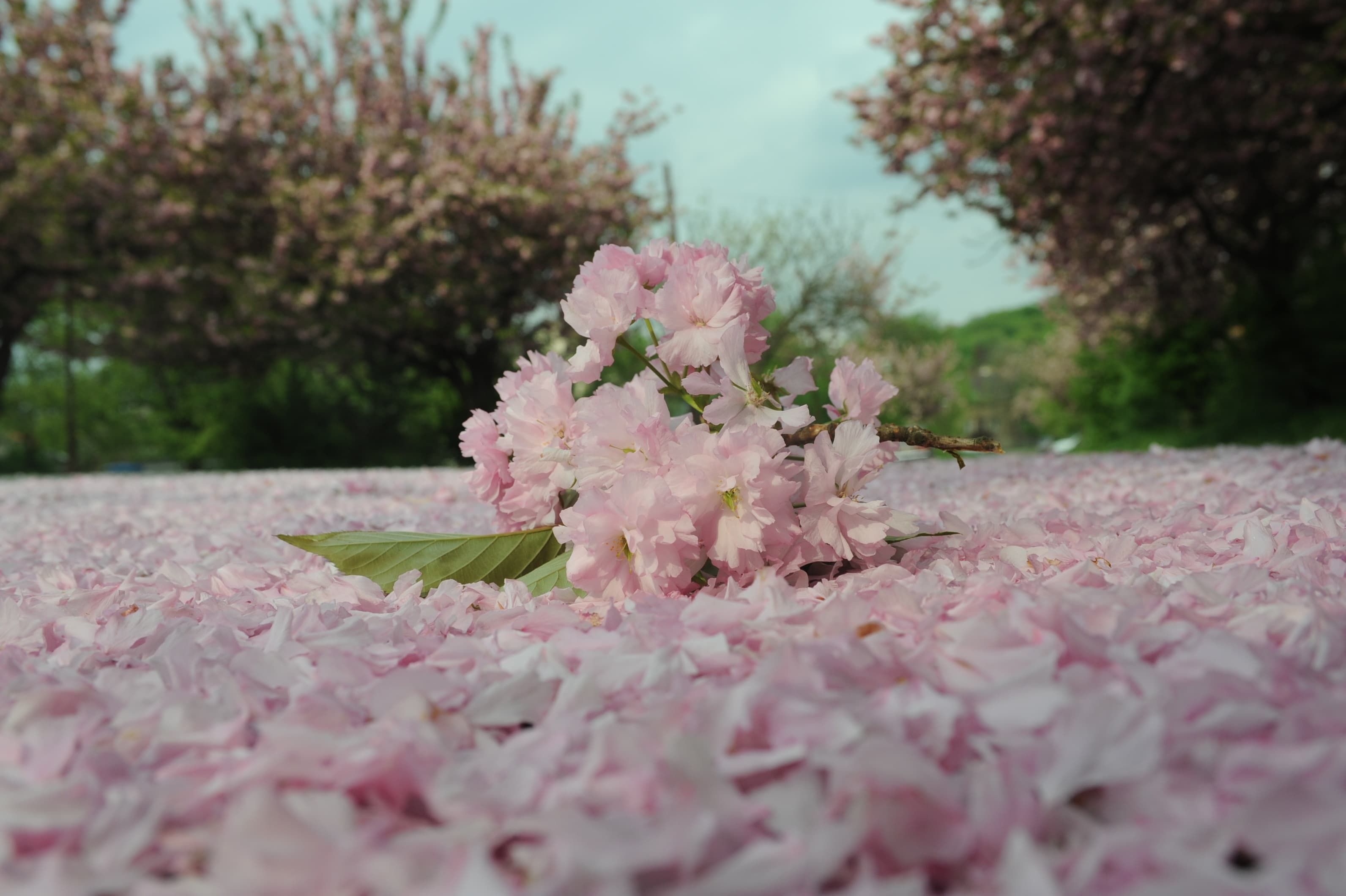 BlossomsBG